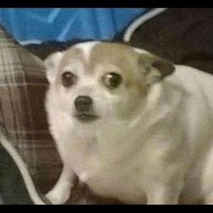 Meet your Posher, Amelia